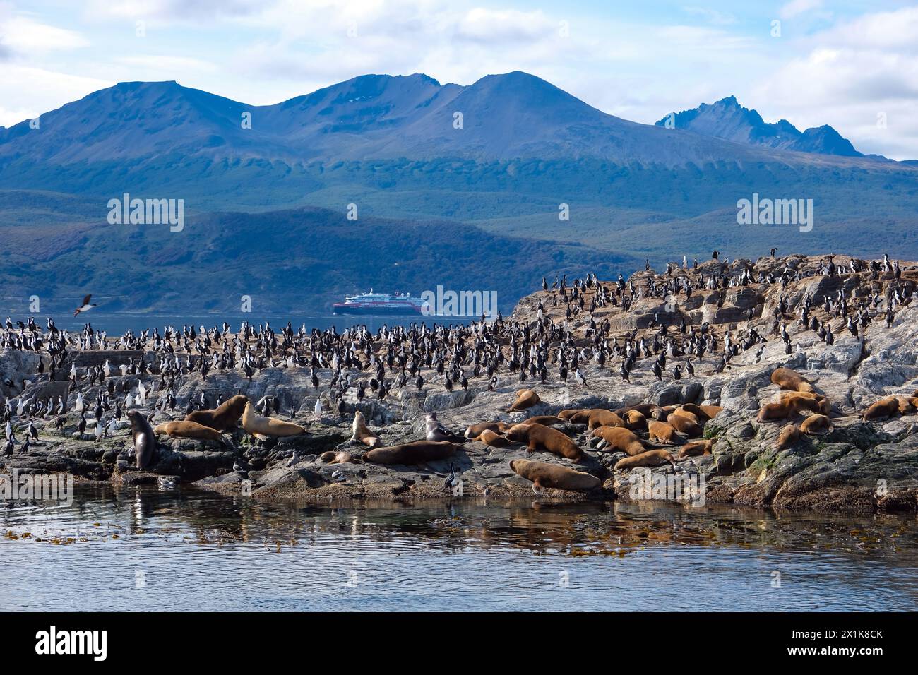Ushuaia, Tierra del Fuego, Argentinien - Kormorane und Seelöwen thronen auf einem Felsen im Beagle Channel. Der Beagle Channel ist ein natürlicher Wasserweg am Beagle Channel Stockfoto