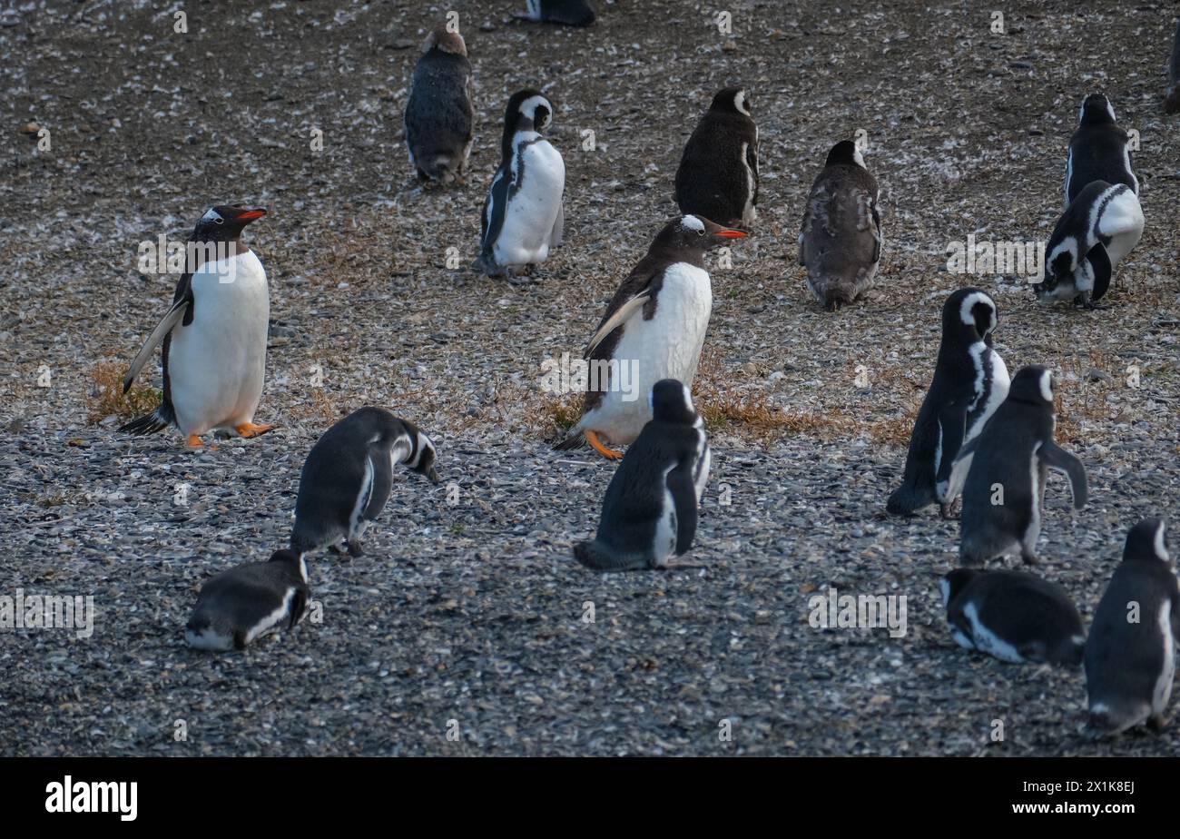 Ushuaia, Tierra del Fuego, Argentinien - Gentoo-Pinguine und Magellan-Pinguine auf der Isla Martillo im Beagle-Kanal ist der Beagle-Kanal ein natürliches Stockfoto