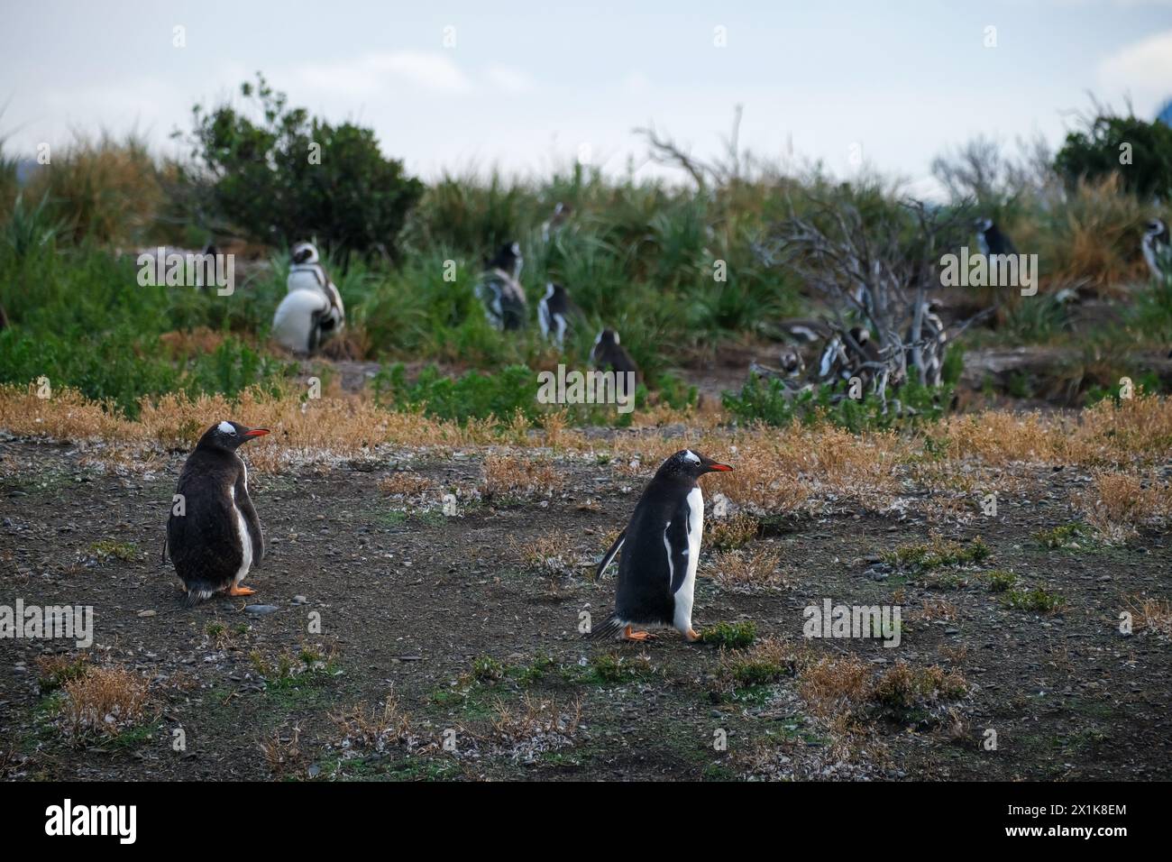 Ushuaia, Tierra del Fuego, Argentinien - Gentoo-Pinguine und Hinterpinguine auf der Isla Martillo im Beagle-Kanal ist der Beagle-Kanal ein na Stockfoto