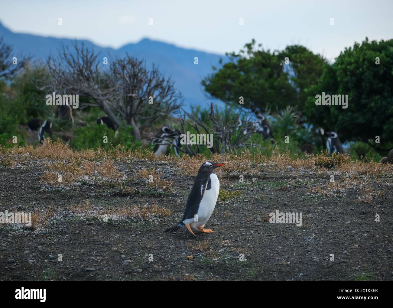 Ushuaia, Tierra del Fuego, Argentinien - Gentoo-Pinguine und Hinterpinguine auf der Isla Martillo im Beagle-Kanal ist der Beagle-Kanal ein na Stockfoto