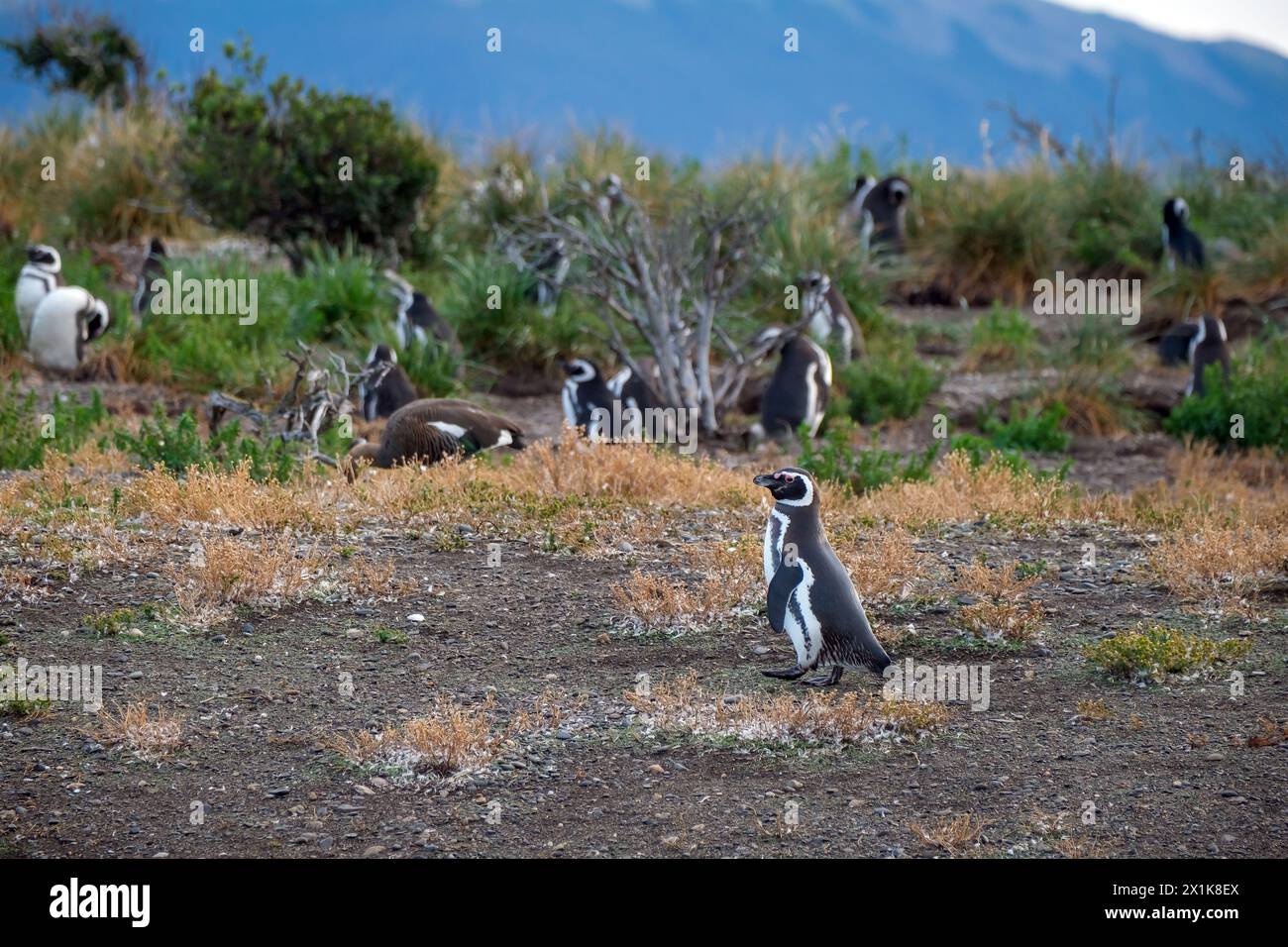 Ushuaia, Tierra del Fuego, Argentinien - Magellan-Pinguine auf der Isla Martillo im Beagle-Kanal, der Beagle-Kanal ist eine natürliche Wasserstraße an der Sou Stockfoto