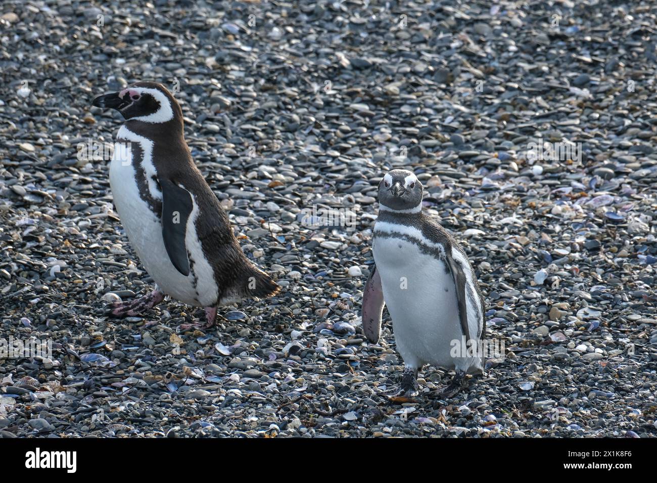 Ushuaia, Tierra del Fuego, Argentinien - Magellan-Pinguine auf der Isla Martillo im Beagle-Kanal, der Beagle-Kanal ist eine natürliche Wasserstraße an der Sou Stockfoto