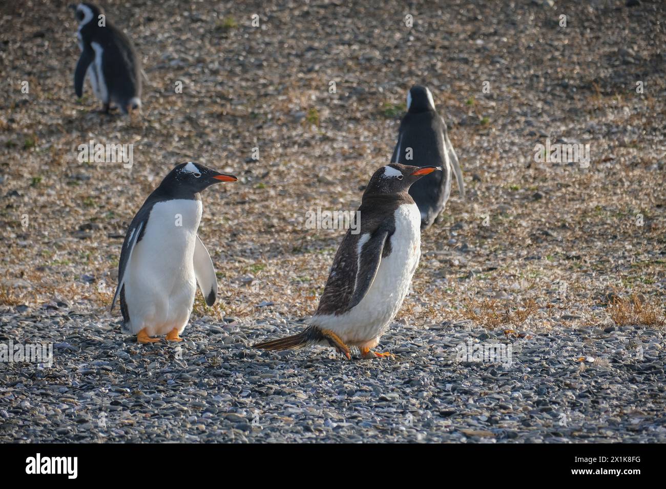 Ushuaia, Tierra del Fuego, Argentinien - Gentoo-Pinguine und Magellan-Pinguine auf der Isla Martillo im Beagle-Kanal ist der Beagle-Kanal ein natürliches Stockfoto