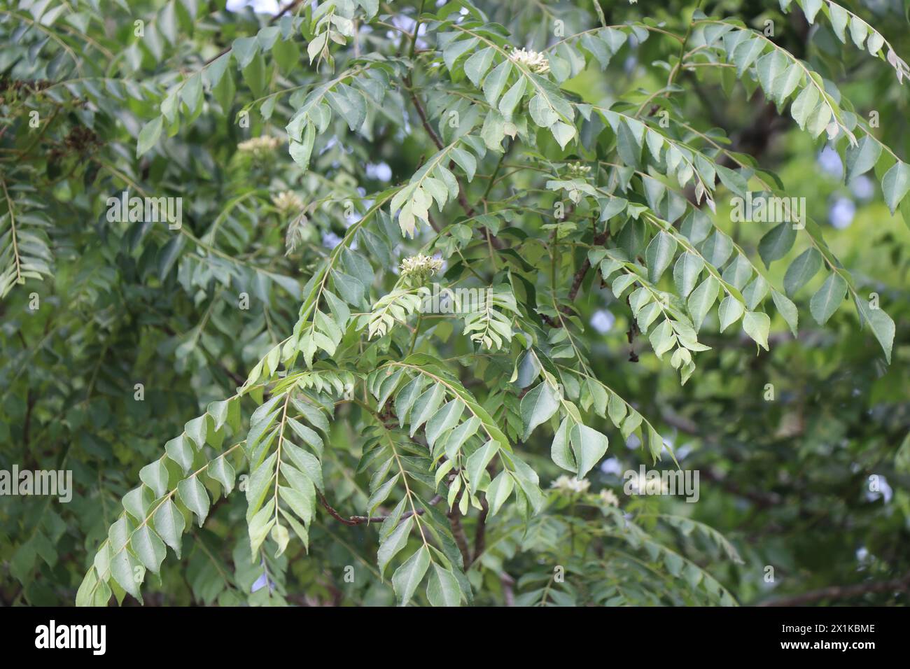 Frische Bio-Curryblätter, die in Pflanzen wachsen, die in medizinischen und kulinarischen Anwendungen verwendet werden Stockfoto