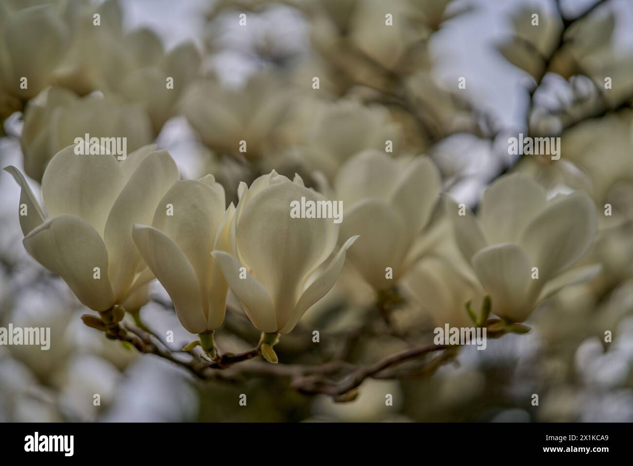 Weiße Magnolienblüte aus nächster Nähe Stockfoto