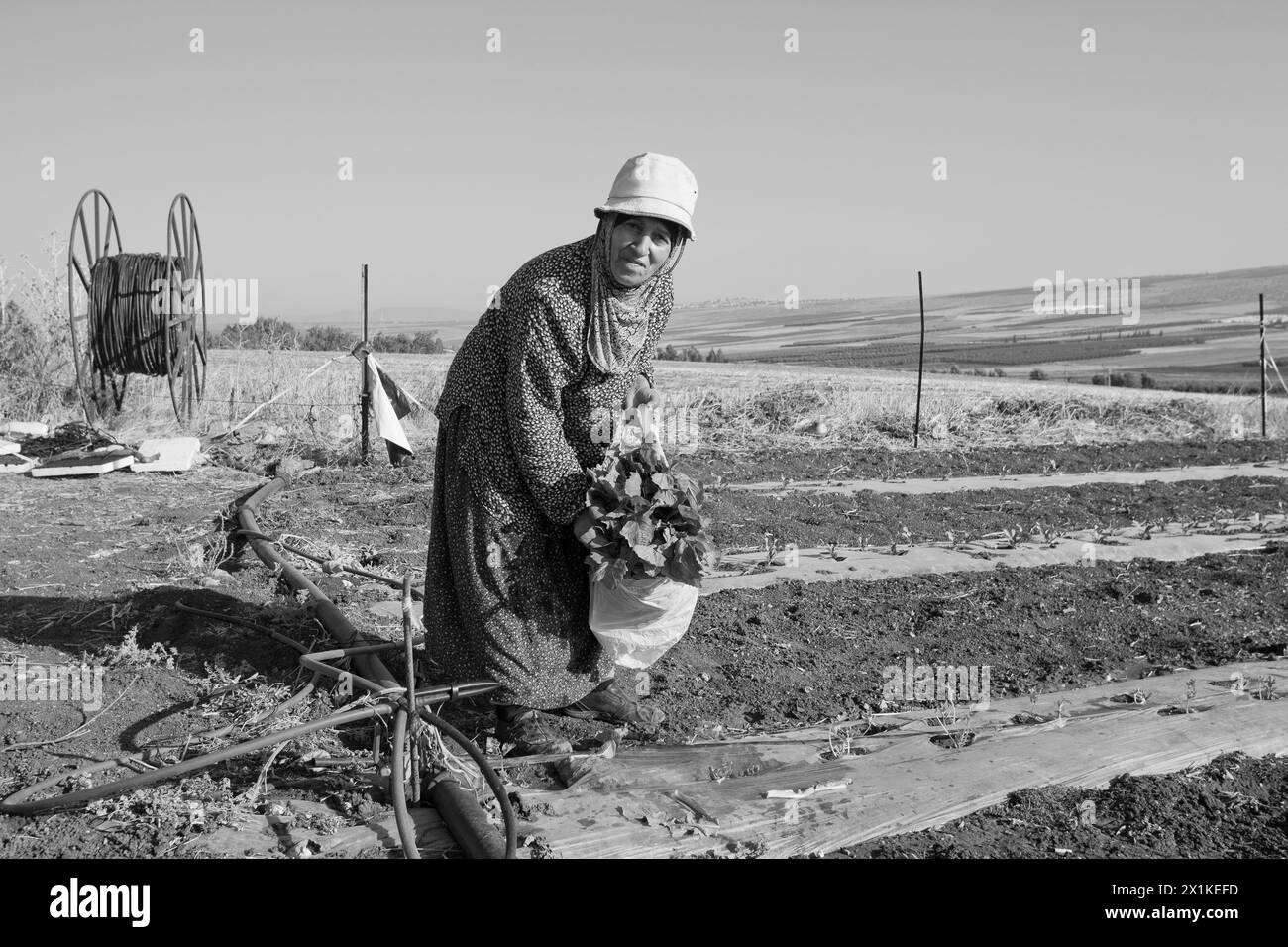 Die arabische Landwirtschaftsfrau steht mir in ihrem Gemüsegebiet in Galiläa entgegen Stockfoto