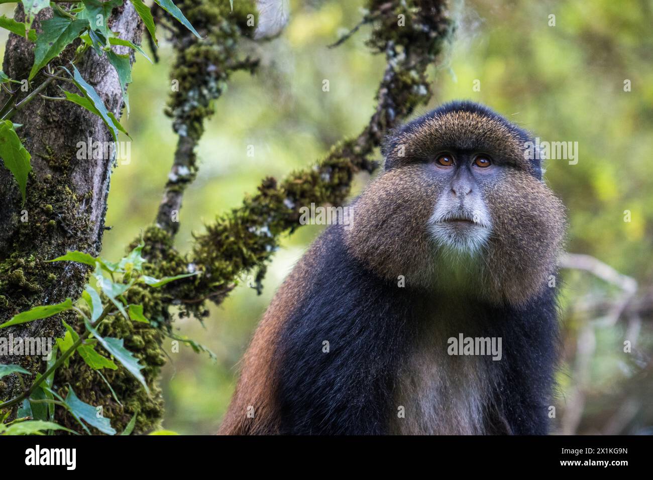 Goldener Affe im Mgahinga Nationalpark, Uganda Stockfoto