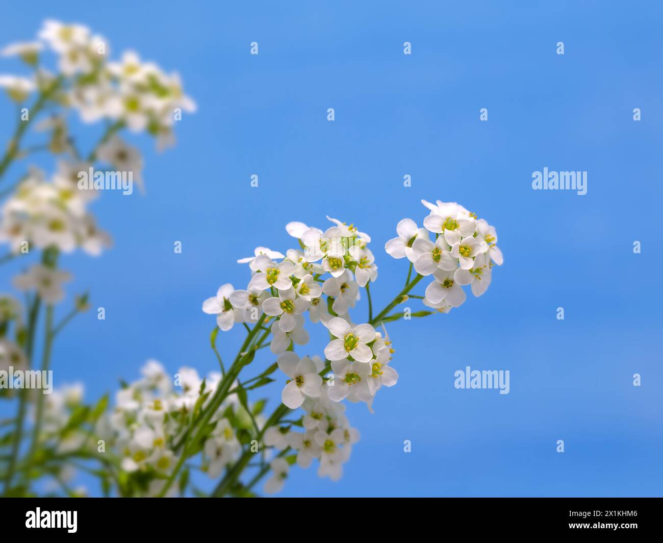 Nahaufnahme der Blumen von Pritzelago alpina 'Kristallteppich' vor himmelblauem Hintergrund Stockfoto