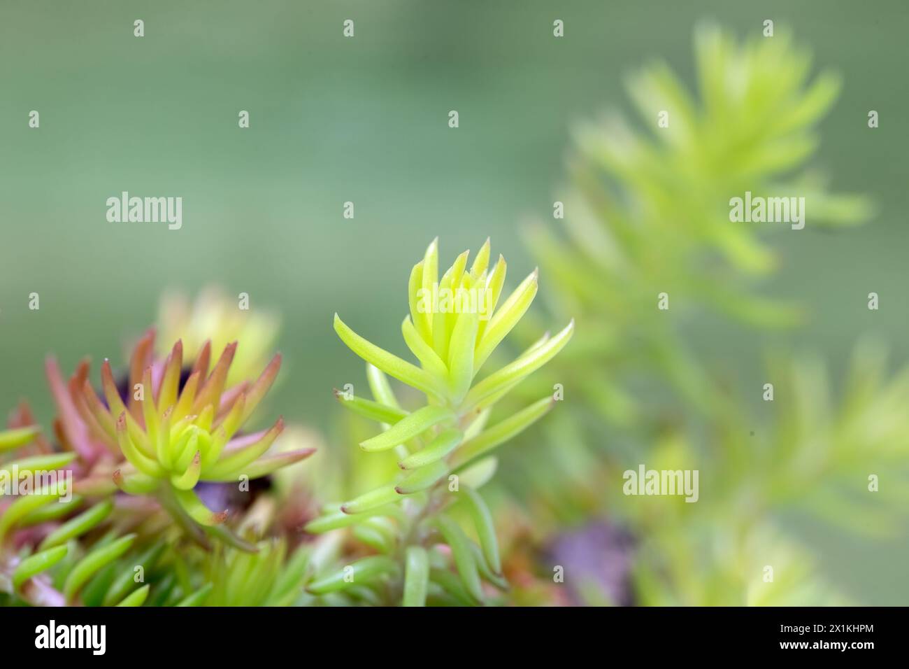 Nahaufnahme von Blättern der Sukkulenten Pflanze Sedum rupestre 'Angelina' vor grünem Hintergrund Stockfoto