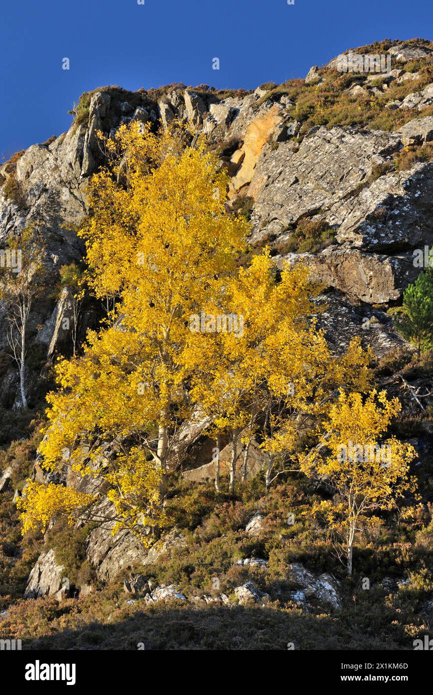Aspen (Populus tremula) sind Bäume in herbstlichen Farben, die neben felsigen Felsen wachsen, Glen Strathfarrar, Inverness-shire, Schottland, Oktober Stockfoto