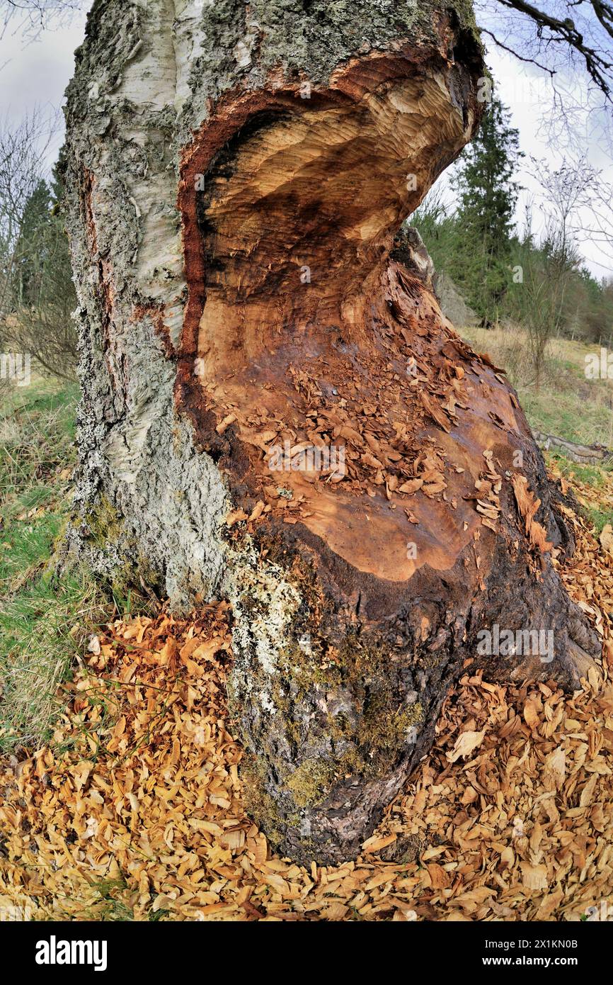 Europäische Biber (Castor fiber) Basis der Reifen Erle (Alnus glutinosa), die von Bibern schrittweise gefällt wird, Perthshire Stockfoto