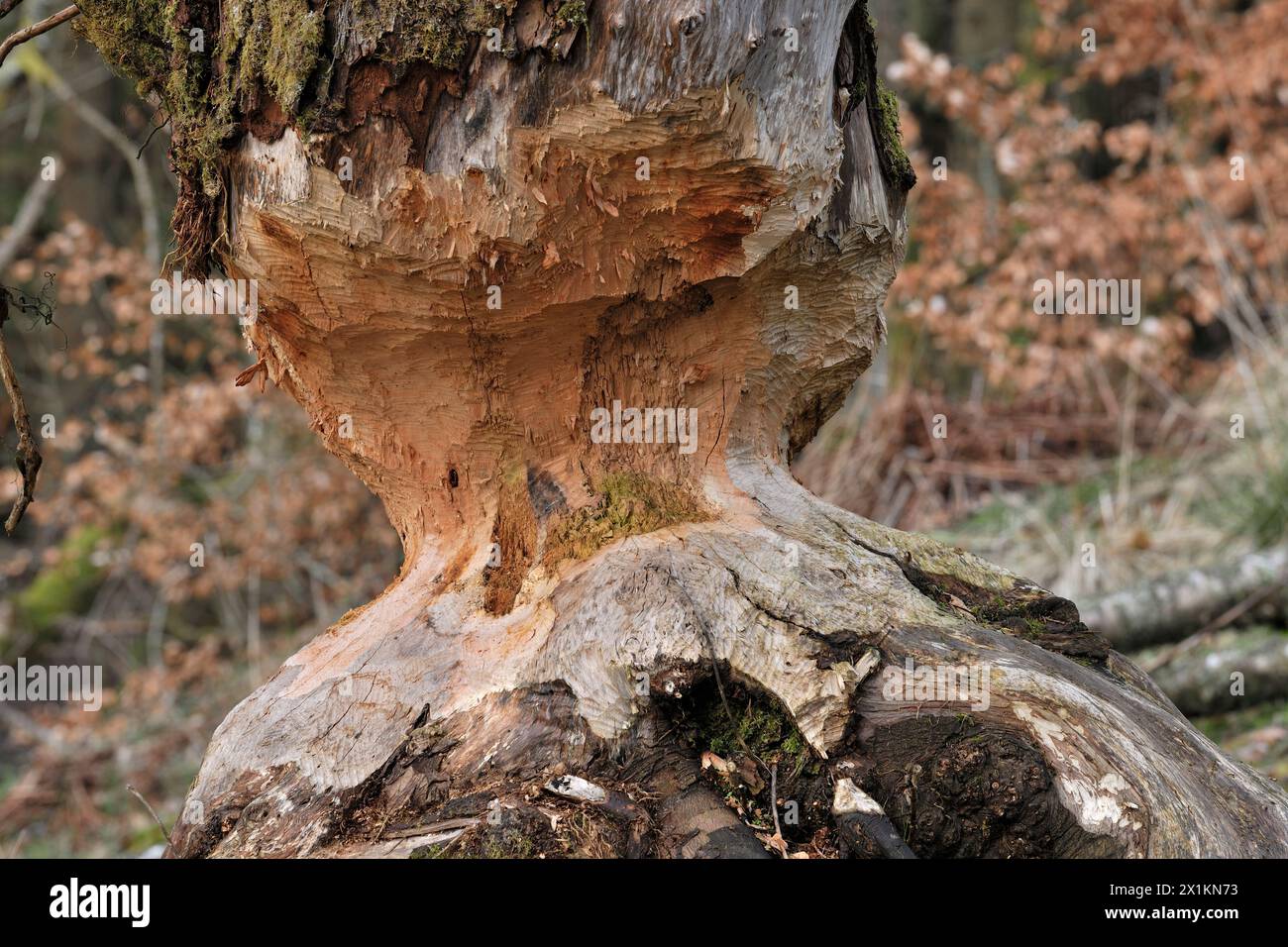 Europäische Biber (Castor fiber) reife Erle (Alnus glutinosa), die von Bibern schrittweise gefällt wird, Perthshire Stockfoto