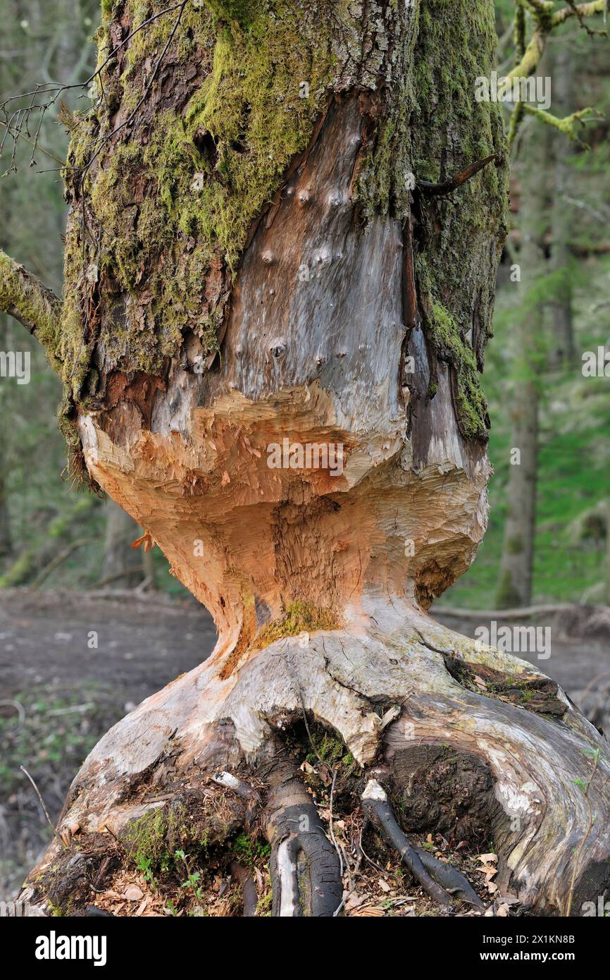 Europäische Biber (Castor fiber) reife Erle (Alnus glutinosa), die von Bibern schrittweise gefällt wird, Perthshire Stockfoto