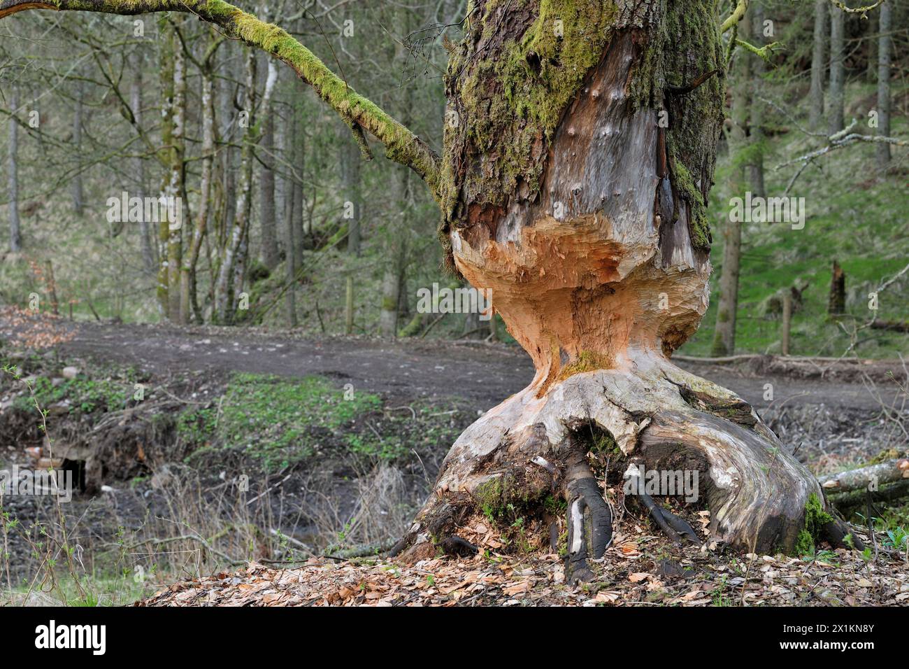 Europäische Biber (Castor fiber) reife Erle (Alnus glutinosa), die von Bibern schrittweise gefällt wird, Perthshire Stockfoto