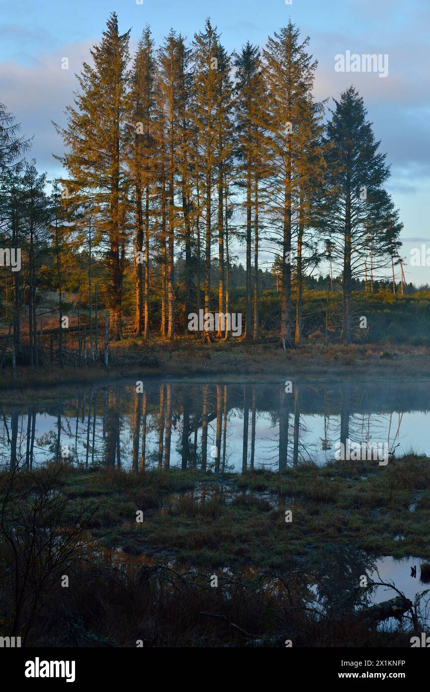Feuchtgebiet, das von europäischen Biberdämmen (Castor Fiber) mit frühmorgendlichem Nebel geschaffen wurde, Bamff Estate, Perth and Kinross, Schottland, April Stockfoto