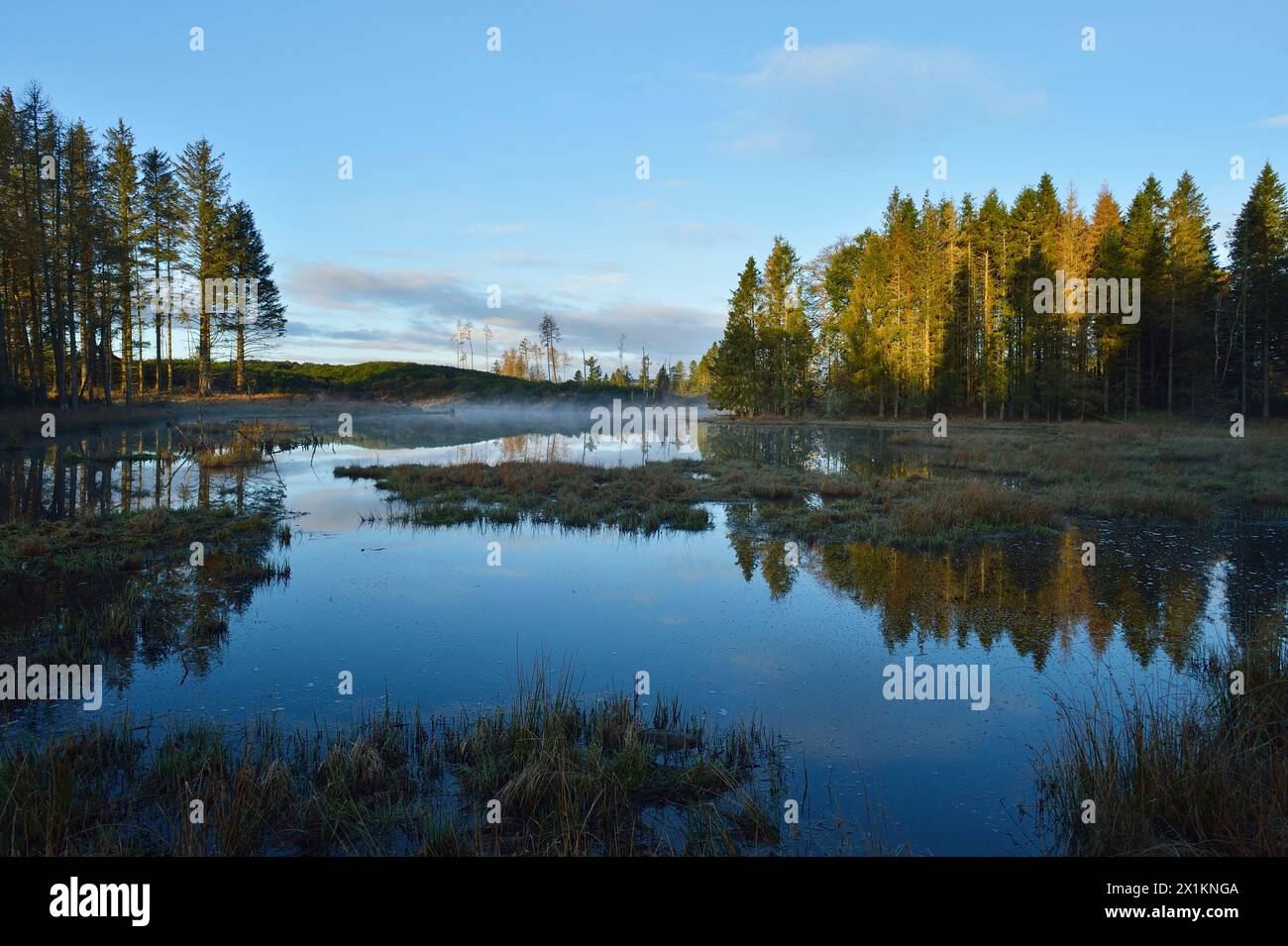 Feuchtgebiet, das von europäischen Biberdämmen (Castor Fiber) mit frühmorgendlichem Nebel geschaffen wurde, Bamff Estate, Perth and Kinross, Schottland, April Stockfoto