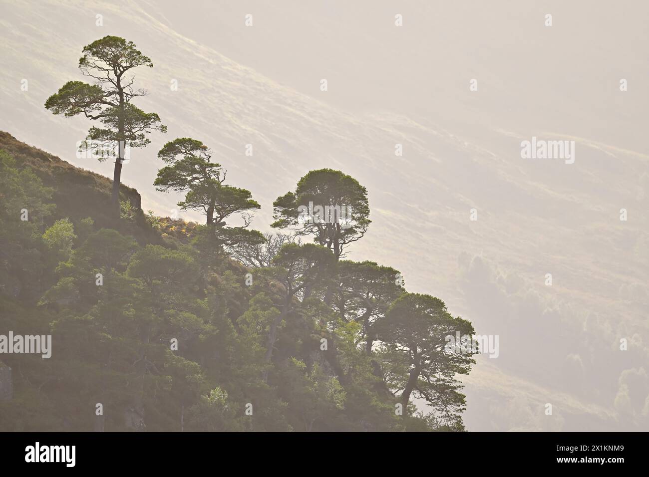 Glen Strathfarrar, hintergrundbeleuchteter Blick auf schottische Kiefern (Pinus sylvestris) bei trüben Nachmittagssonnen, Glen Strathfarrar, Inverness-shire, Schottland, September Stockfoto