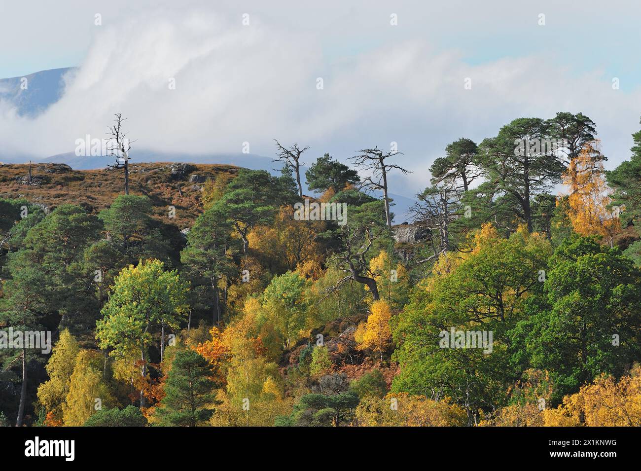 Glen Strathfarrar, einheimischer Kiefernwald mit einer Mischung von Baumarten im Herbst, darunter Kiefer (Pinus sylvestris), Erle (Alnus glutinosa) und Aspen. Stockfoto