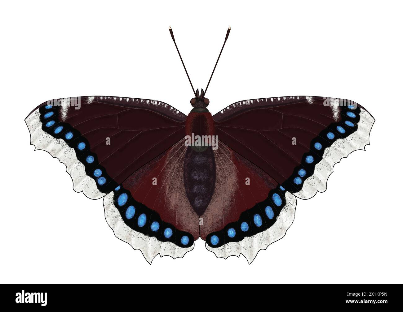 Digitale Illustration des Schmetterlings Nymphalis antiopa, bekannt als der Trauermantel oder die Camberwell Schönheit auf weißem Hintergrund Stockfoto