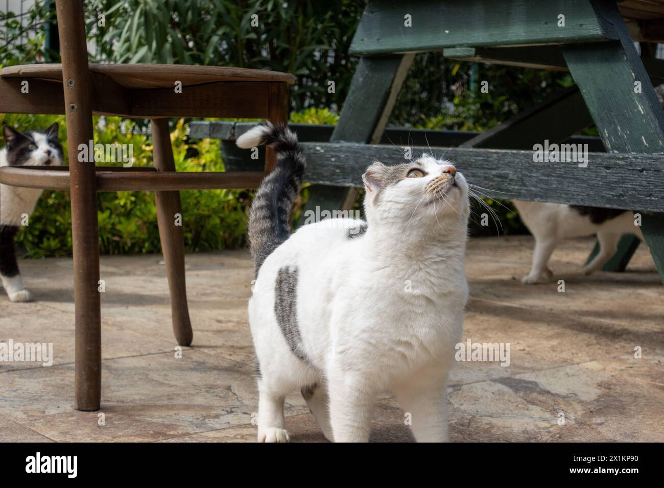 Glückliche Katzen auf der Terrasse eines Wohnhauses in grüner Umgebung Stockfoto