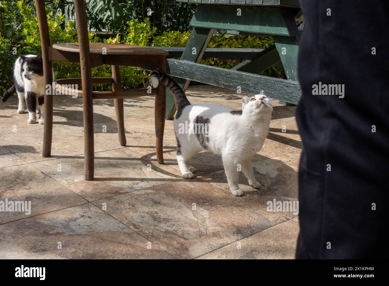 Glückliche Katzen auf der Terrasse eines Wohnhauses in grüner Umgebung Stockfoto