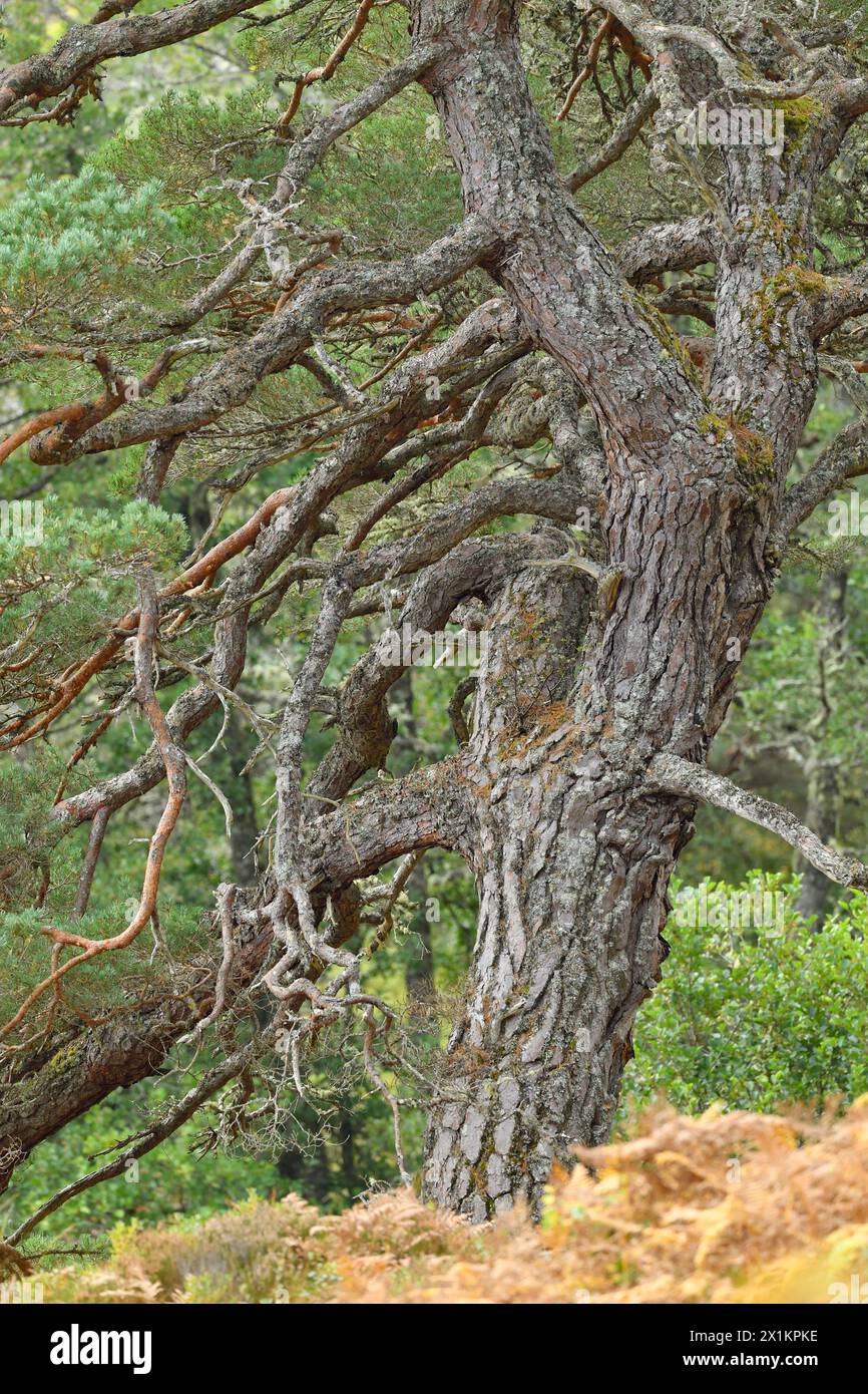Schottenkiefer (Pinus sylvestris), Teil der Reifen „Oma-Kiefer“, die in alten, einheimischen Wäldern, Glen Strathfarrar, Inverness-shire, Schottland, wächst. Oktober Stockfoto