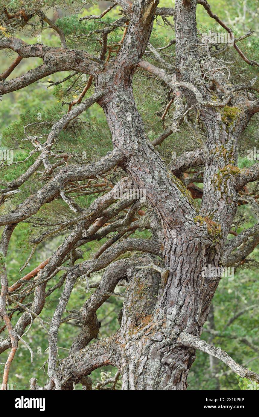 Schottenkiefer (Pinus sylvestris), Teil der Reifen „Oma-Kiefer“, die in alten, einheimischen Wäldern, Glen Strathfarrar, Inverness-shire, Schottland, wächst. Oktober Stockfoto