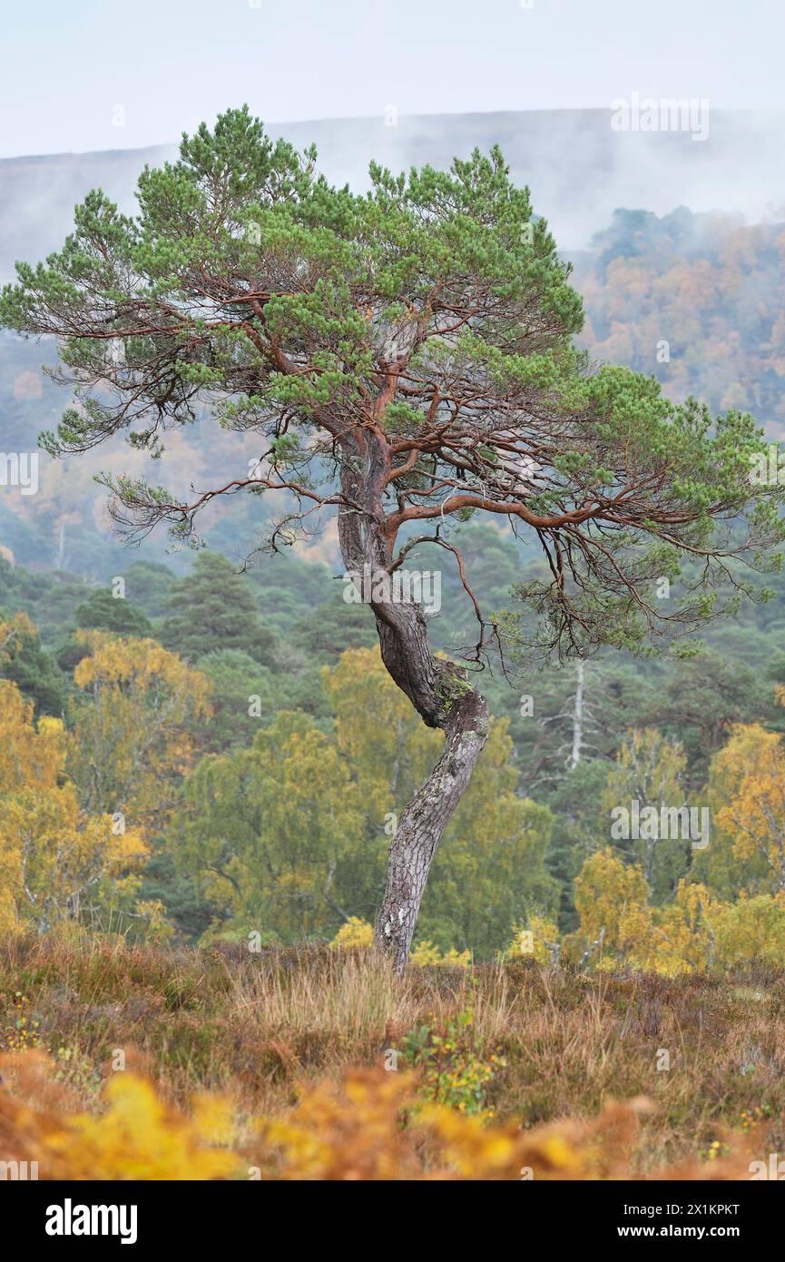 Schottenkiefer (Pinus sylvestris) reife „Oma-Kiefer“, die vom Anbau auf sumpfigem, torfigem Boden abgestürzt wurde, Glen Strathfarrar, Inverness-shire, Schottland, Oktober Stockfoto