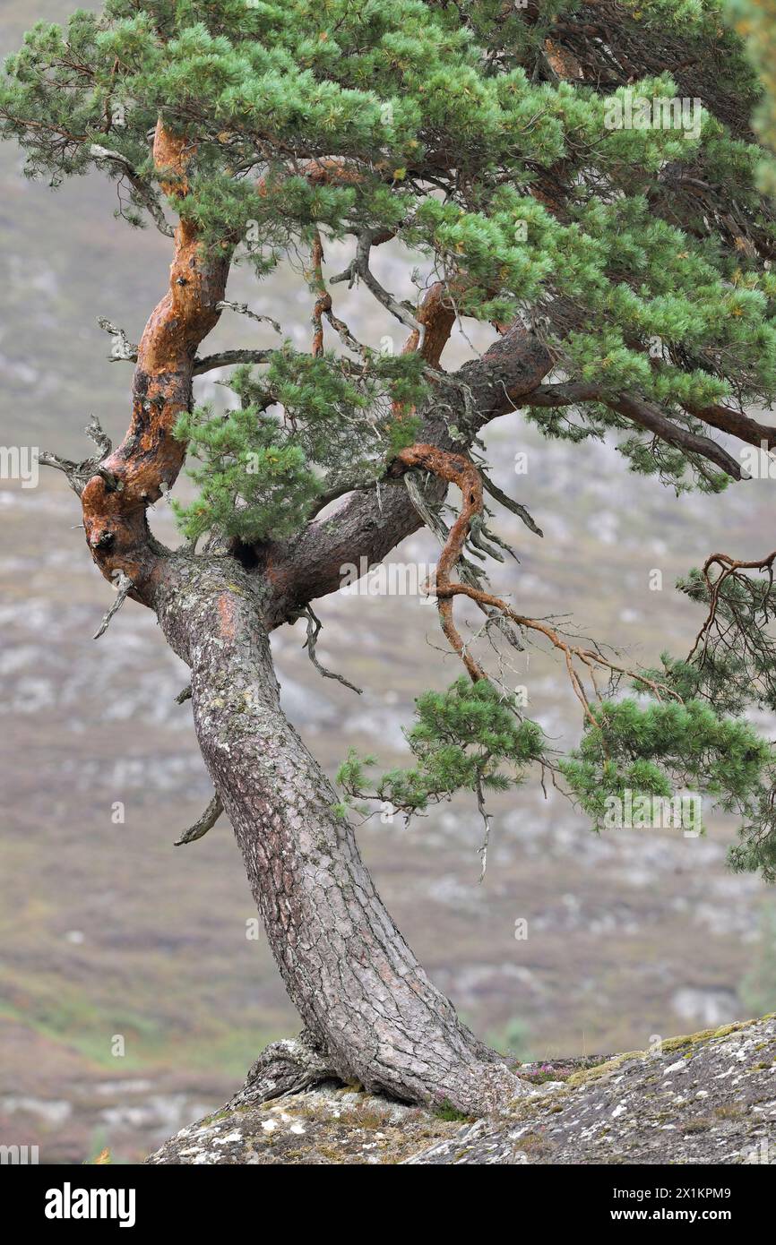 Schottenkiefer (Pinus sylvestris) Teil der Reifen „Oma-Kiefer“, die auf Felsvorsprüngen am Rande des einheimischen Waldes Glen Strathfarrar, Schottland, wächst Stockfoto