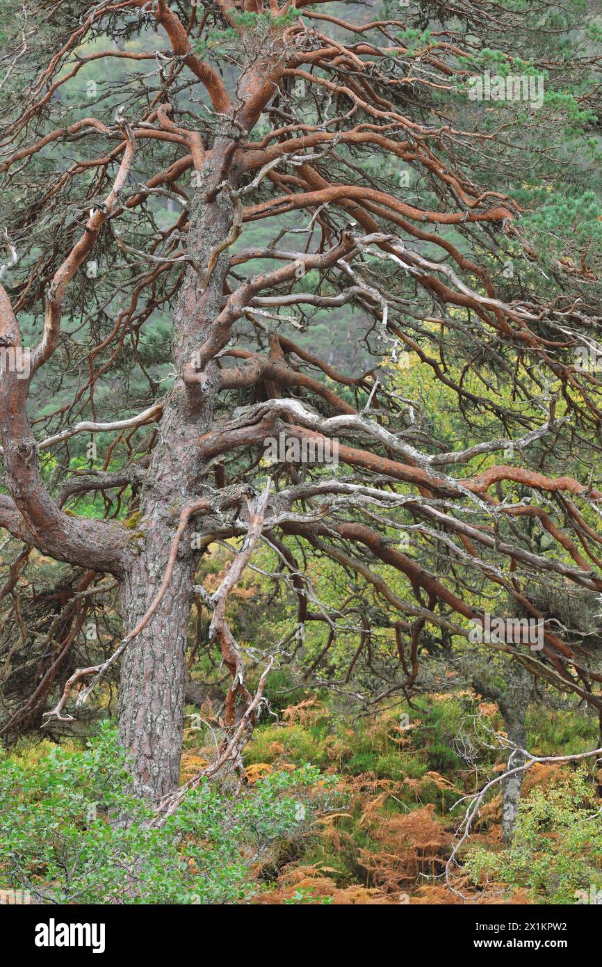 Schottenkiefer (Pinus sylvestris) reife „Oma-Kiefer“, die in alten, einheimischen Wäldern wächst, Glen Strathfarrar, Inverness-shire, Schottland, Oktober Stockfoto