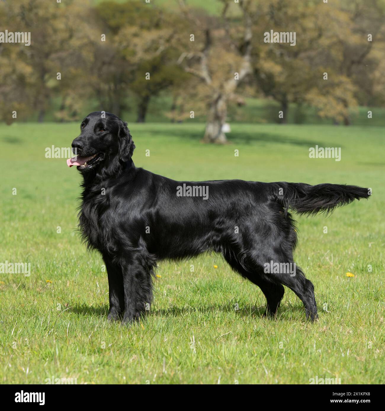 Flatcoated Retriever Stockfoto