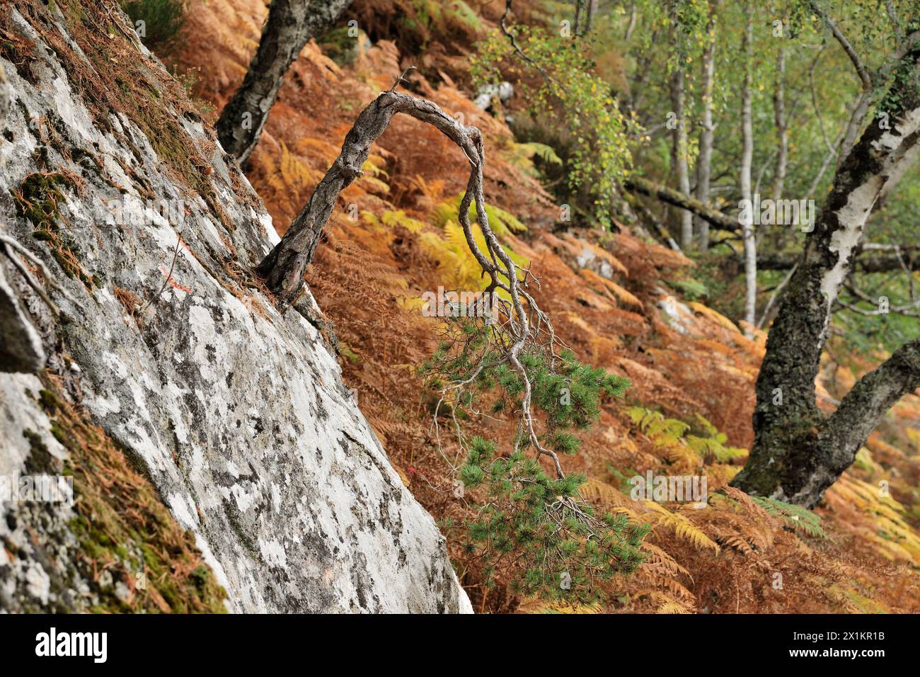 Schottenkiefer (Pinus sylvestris) reifer Baum, der durch das Wachstum in der Lücke in Felsvorsprüngen am Rande des einheimischen Waldes entstaut wurde Glen Strathfarrar, Inverness-shire, Stockfoto