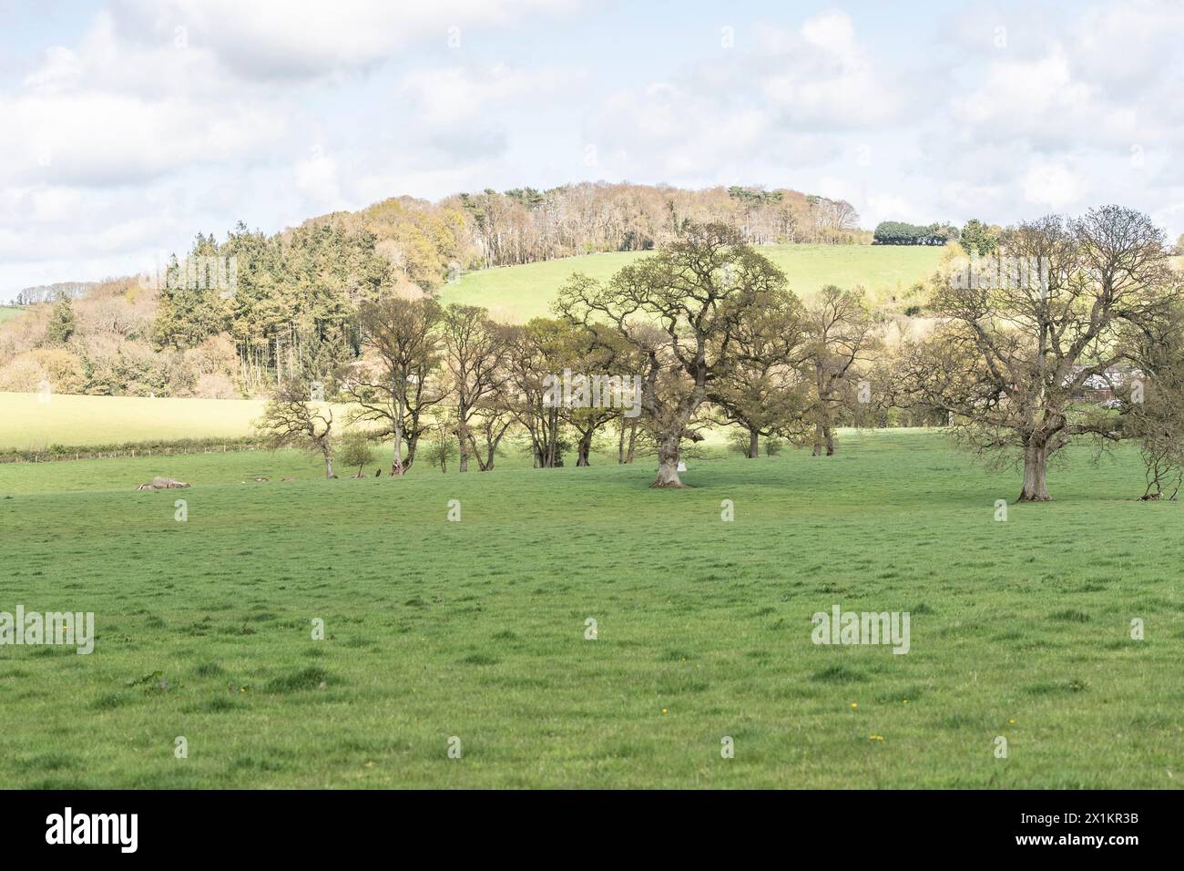 Typische Aussicht auf das Ackerland von Devon Stockfoto