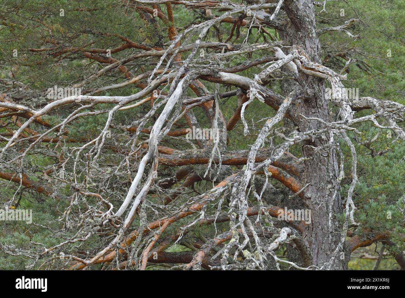 Schottenkiefer (Pinus sylvestris) Teil der Reifen „Oma-Kiefer“, die in alten, einheimischen Wäldern, Glen Strathfarrar, Inverness-shire, Schottland, wächst Stockfoto