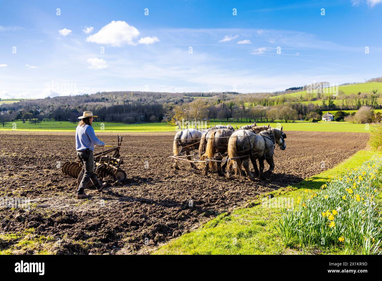 Farmer, der ein Feld mit schweren Pferden pflügt, Weald & Downland Living Museum, West Sussex, England Stockfoto