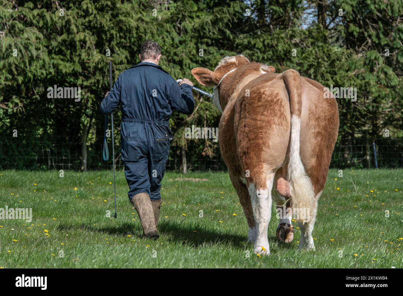Ein Bauer trainiert einen Stier, um auf einem Halfter zu laufen Stockfoto