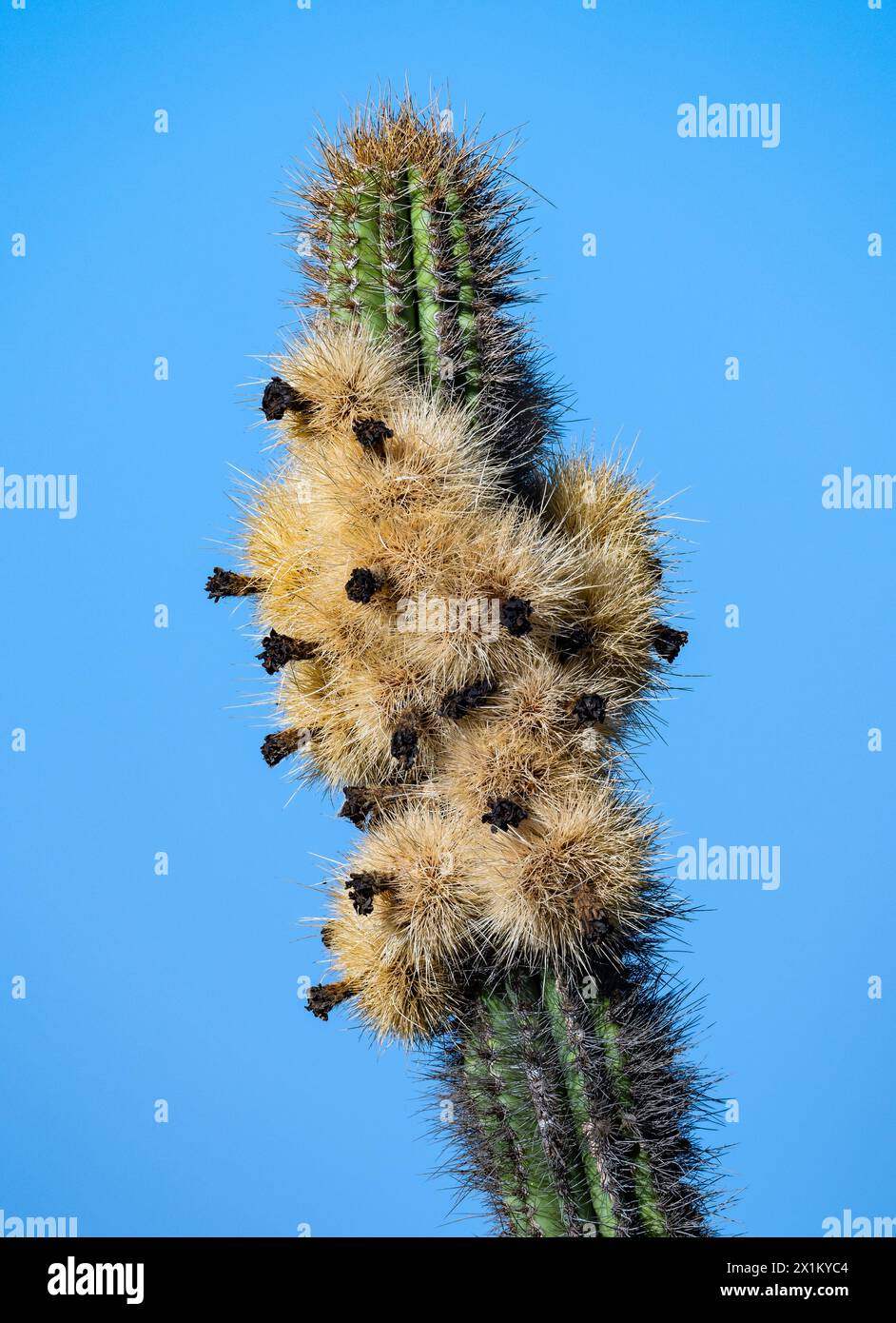 Stacheln Sie Dornen auf einem riesigen Kaktus. Oaxaca, Mexiko. Stockfoto