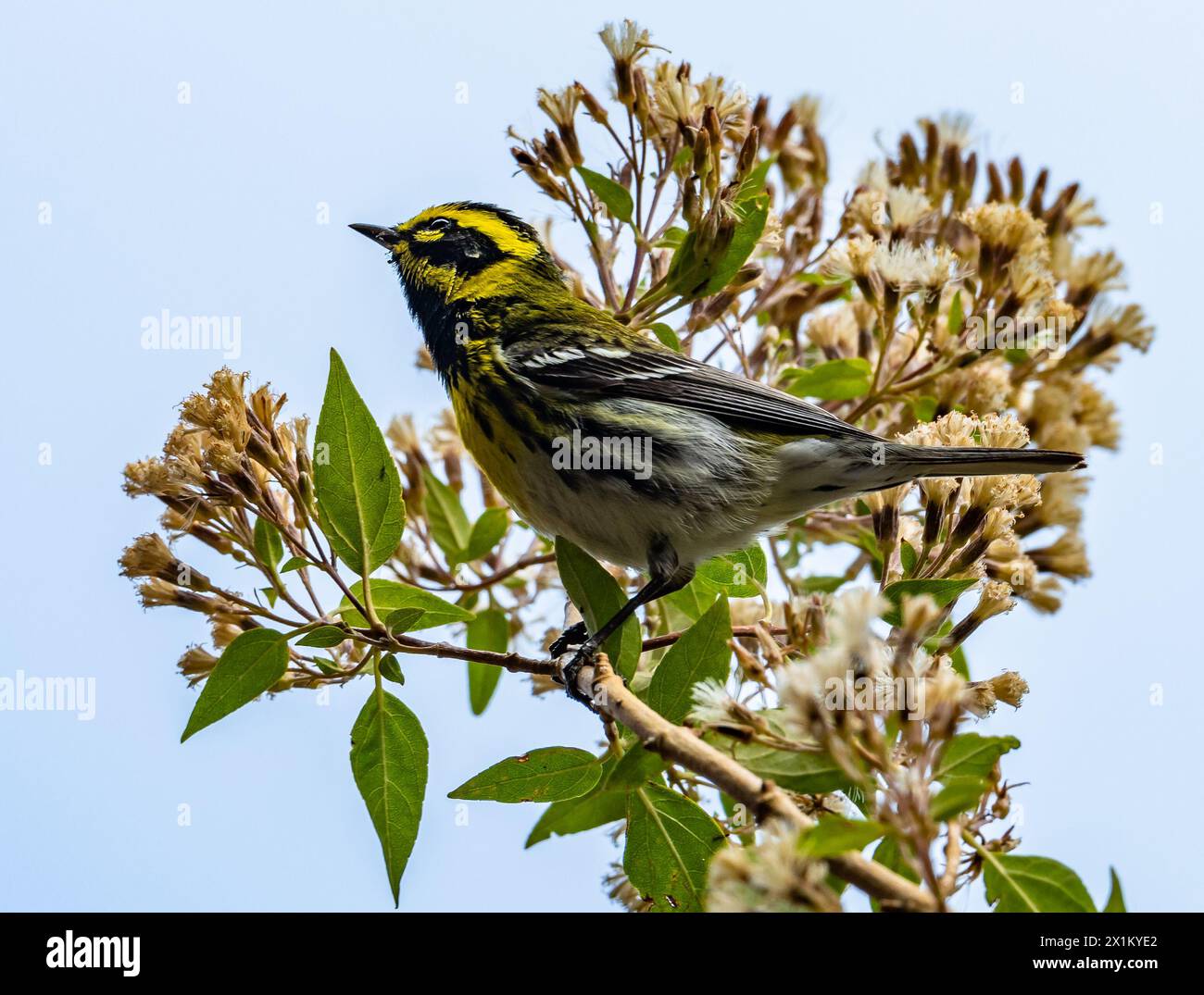 Ein Townsend's Warbler (Setophaga townsendi) thronte auf einem Zweig. Oaxaca, Mexiko. Stockfoto