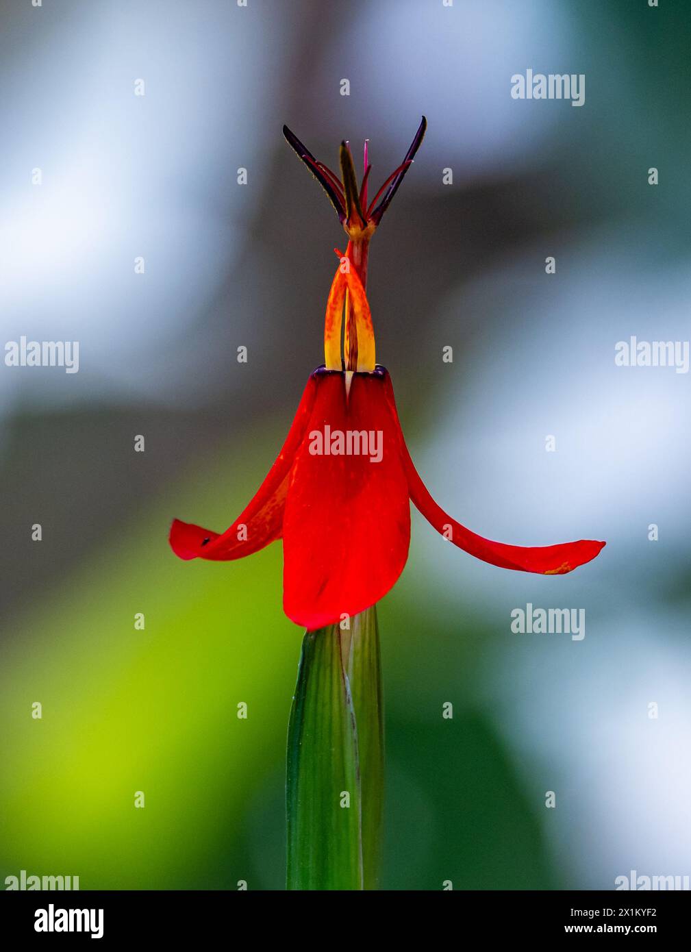 Wunderschöne Blume der roten Pfauenlilie (Tigridia orthantha) im Wald von Oaxaca, Mexiko. Stockfoto