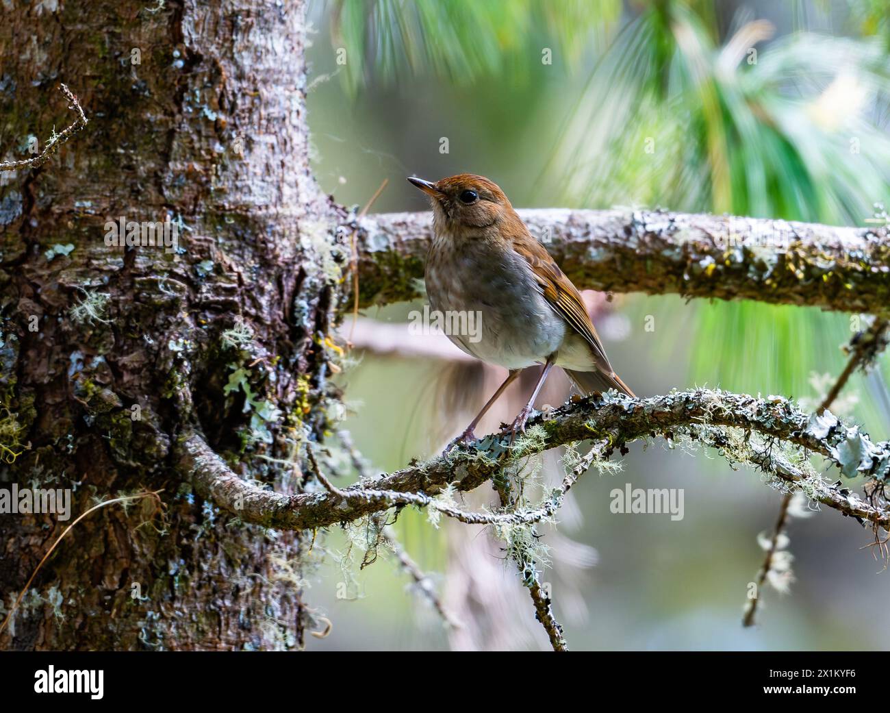 Eine Russet-Nachtigall-Thrush (Catharus occidentalis), die auf einem Ast thront. Oaxaca, Mexiko. Stockfoto