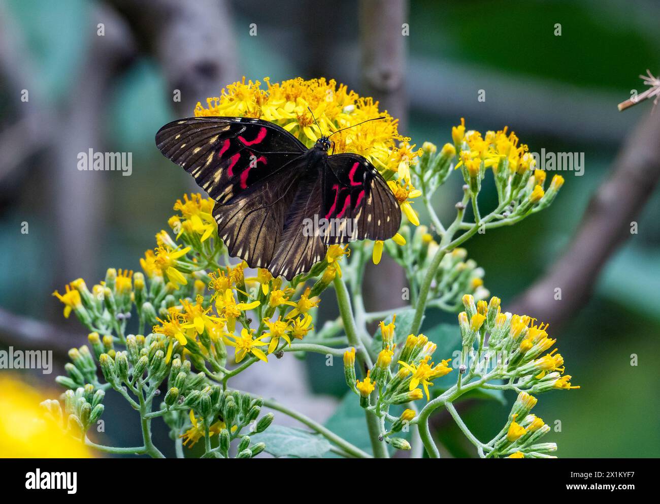 Ein farbenfroher Nebelwald-Königschmetterling (Anetia thirza), der sich von gelben Blumen ernährt. Oaxaca, Mexiko. Stockfoto