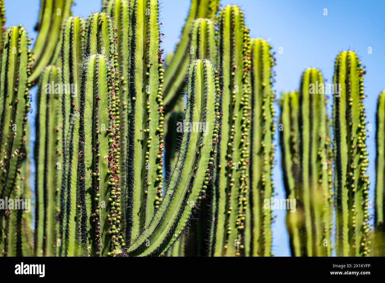 Riesenkaktus (Myrtillocactus schenckii) mit Früchten. Oaxaca, Mexiko. Stockfoto