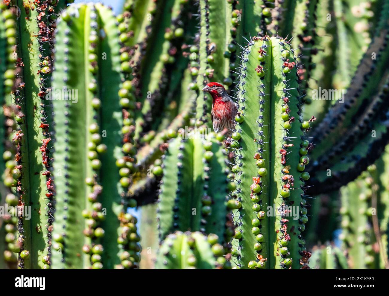 Ein hellroter männlicher Hausfink (Haemorhous mexicanus), der in Riesenfruchtkaktus (Myrtillocactus schenckii) auf der Suche ist. Oaxaca, Mexiko. Stockfoto