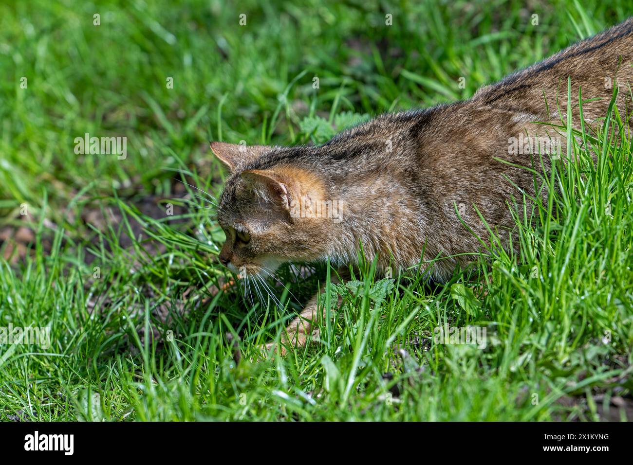 Jagd auf Europäische Wildkatze / Wildkatze (Felis silvestris silvestris), die Mäusebeute auf Wiese / Grasland verfolgt Stockfoto