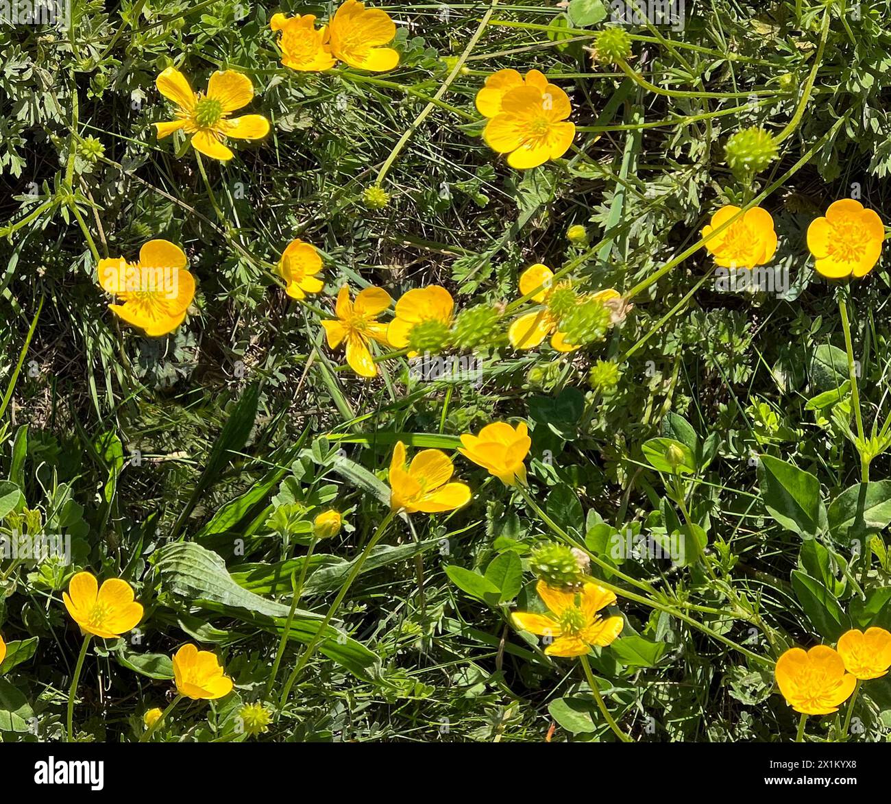 Nahtloses Muster mit gelben Blüten im Gras. Blick von oben auf ein Grasfeld mit gelben Blumen Stockfoto