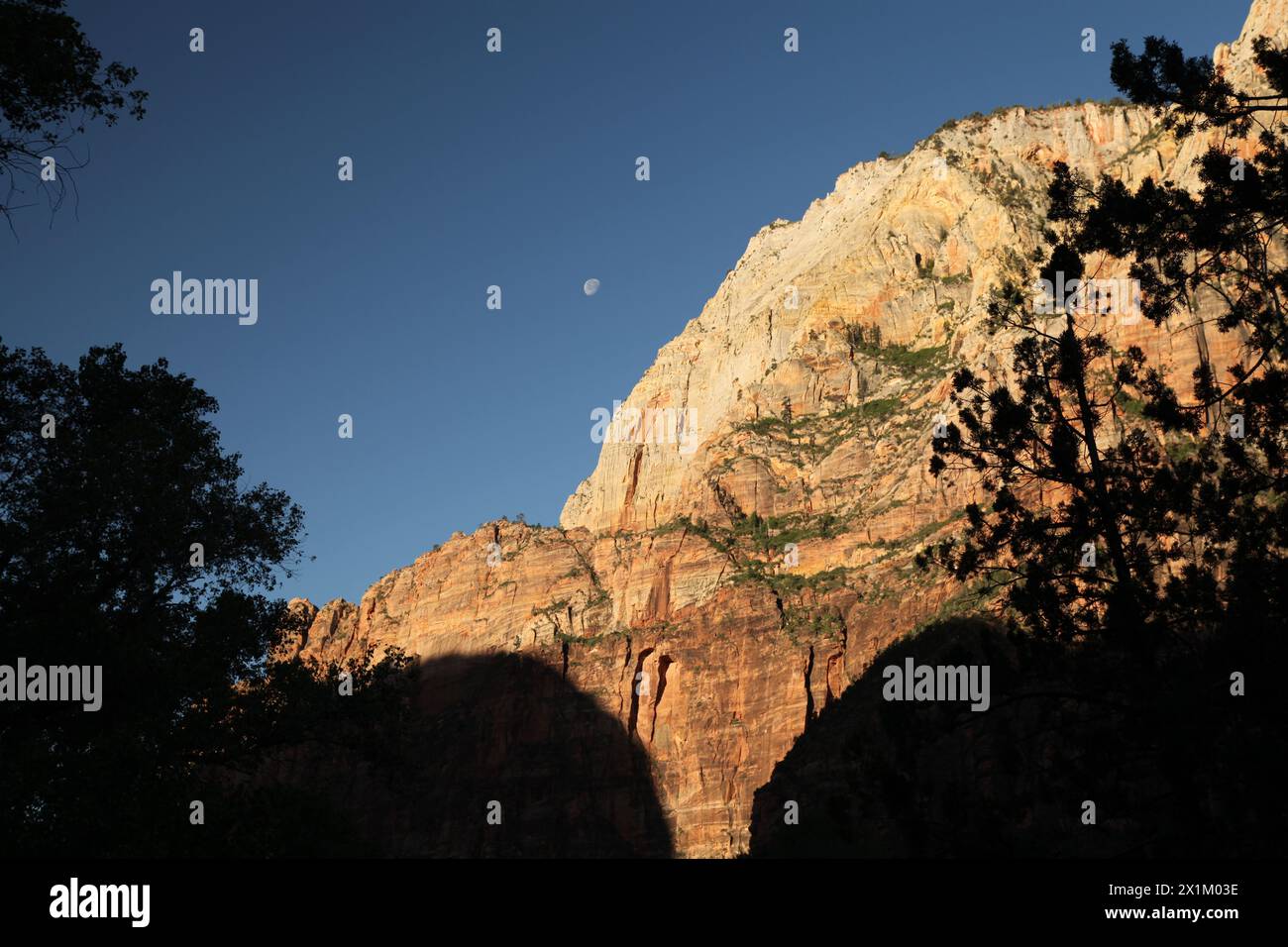 Sonniger Morgenmond über der Schluchtwand im Zion-Nationalpark, Utah Stockfoto