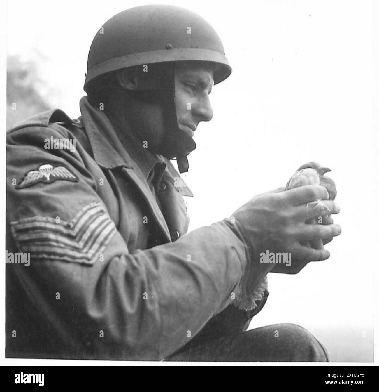 Ein Fallschirmjäger der britischen Armee ließ bei der Landung eine Taube frei, um den Erfolg der Operation während des Trainings zu kommunizieren. Stockfoto