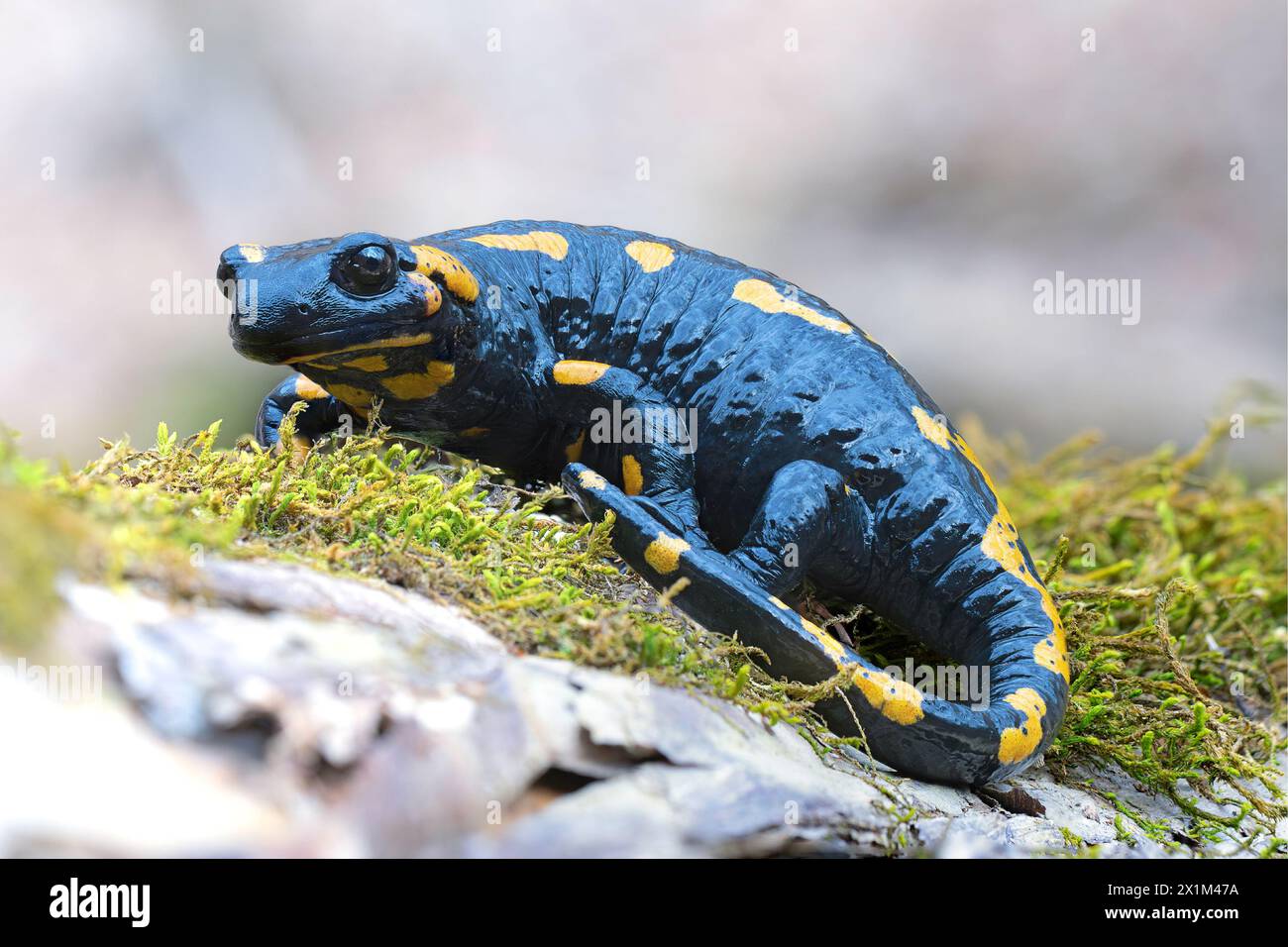 Feuersalamander-Fokusstapel (Salamandra salamandra), Bild von Amphibien in natürlichem Lebensraum Stockfoto