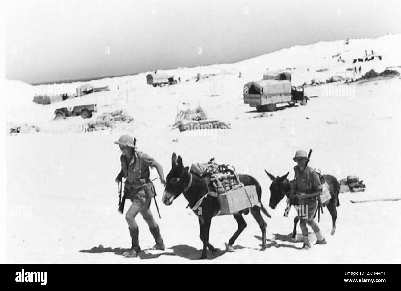 MIT Einer SÜDAFRIKANISCHEN PATROUILLE IN DER westlichen WÜSTE - zwei der Esel der Patrouille machen sich ihren Weg durch den silbrigen Sand, British Army Stockfoto