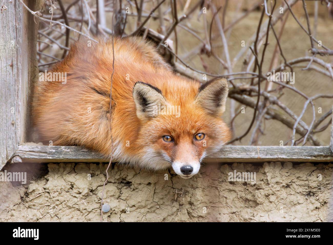 Rotfuchs am Fenster eines verlassenen Landhauses (Vulpes vulpes); die wilden Tiere besetzen die verlassenen Dörfer Stockfoto